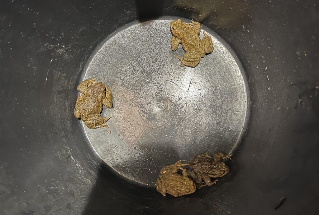 Female toads awaiting safe transportation in a black bucket.